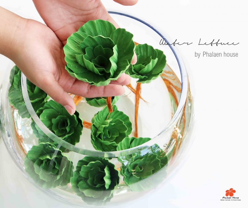 ดอกจอก / Water Lettuce Phalaen House Aritificial flower นำธรรมชาติมา